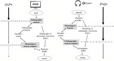 The Influence of Cross-Linguistic Similarity and Language Background on Writing to Dictation